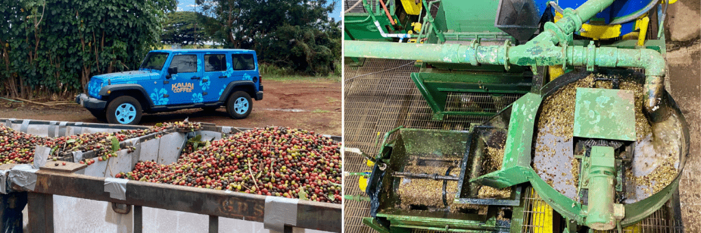 Coffee Cherries | Drying Process | Coolbreakrooms