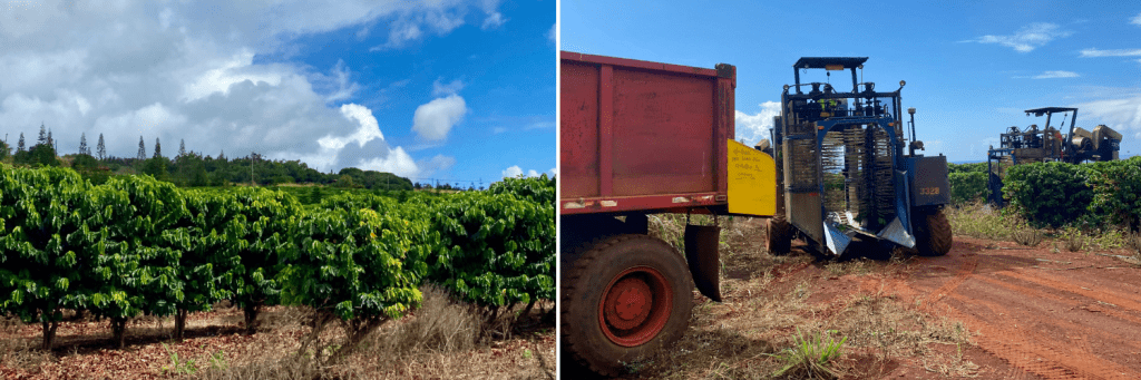 Coffee Cherries | Harvesting | Bean To Cup